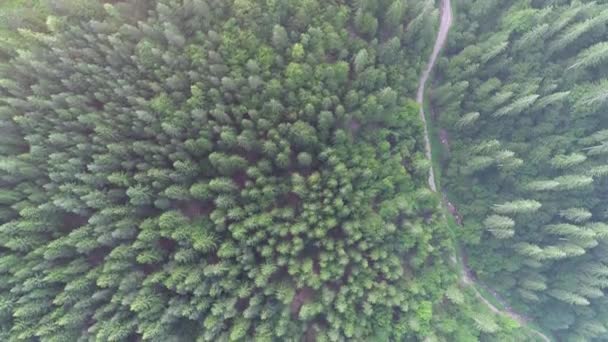 Vista Aérea Sobre Montañas Silvestres Pinos Bosque — Vídeos de Stock