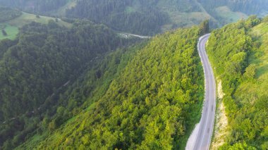 yabani çam ormanı bir contry yol havadan görünümü