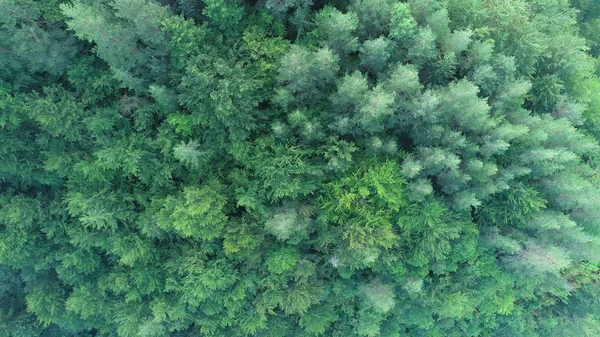 美しい日の出に野生の山松の木の森の航空写真 — ストック写真