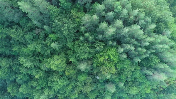 美しい日の出に野生の山松の木の森の航空写真 — ストック写真