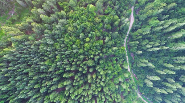 野生の松の木の森のコントリー道路の航空写真  — 無料ストックフォト