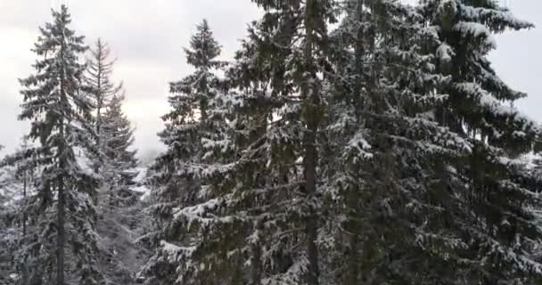 Vue Aérienne Forêt Hivernale Couverte Neige Fraîche Haute Montagne Coucher — Video