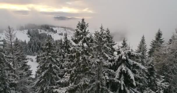 Taze Karla Kaplı Kış Orman Yüksek Dağları Günbatımı Nda Havadan — Stok video