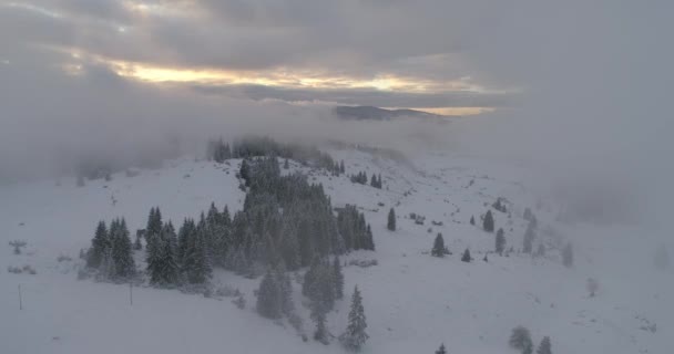 日没の高山で新鮮な雪に覆われた冬の森の空撮 — ストック動画