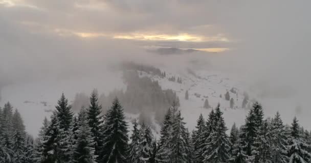 Flygfoto Över Färska Snöklädda Vintern Skog Höga Berg Solnedgång — Stockvideo