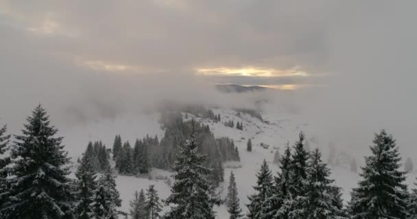 Luftaufnahme Des Frisch Verschneiten Winterwaldes Hochgebirge Bei Sonnenuntergang — Stockvideo