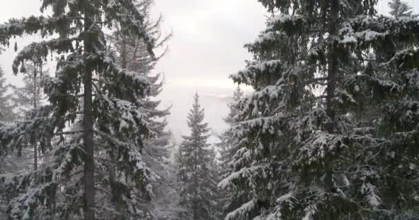 Vista Aerea Della Fresca Foresta Invernale Innevata Alta Montagna Tramonto — Video Stock