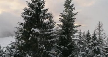 taze karla kaplı kış orman yüksek dağları günbatımı'nda havadan görünümü