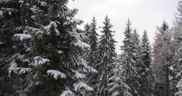 Luftaufnahme Des Frisch Verschneiten Winterwaldes Hochgebirge Bei Sonnenuntergang — Stockvideo