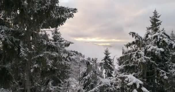 Vista Aérea Neve Fresca Coberto Floresta Inverno Altas Montanhas Pôr — Vídeo de Stock