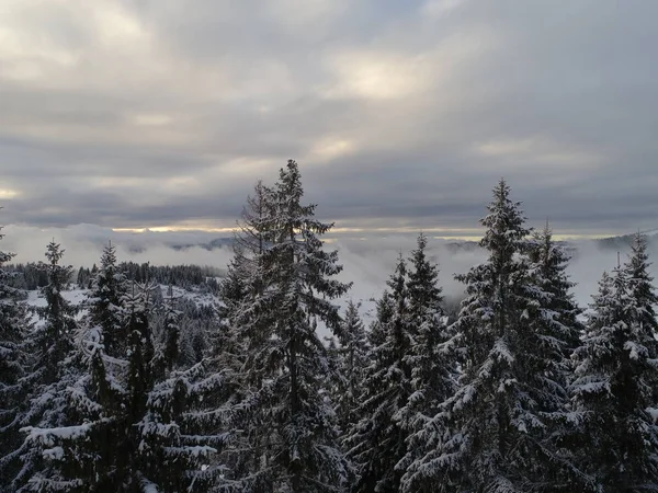 Luchtfoto Van Verse Sneeuw Winter Forest Zonsondergang Kerstavond — Stockfoto