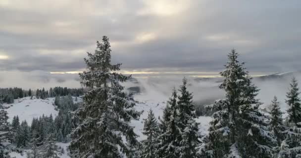 Luchtfoto Van Verse Sneeuw Bedekte Winter Bos Hoge Bergen Zonsondergang — Stockvideo
