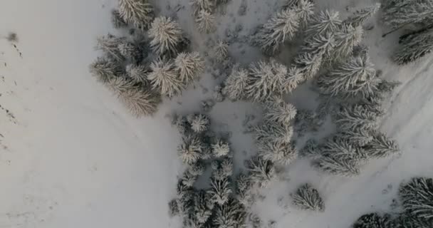 Vista Aérea Del Bosque Invierno Cubierto Nieve Fresca Las Altas — Vídeos de Stock