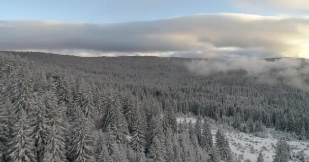 Luchtfoto Van Verse Sneeuw Bedekte Winter Bos Hoge Bergen Zonsondergang — Stockvideo