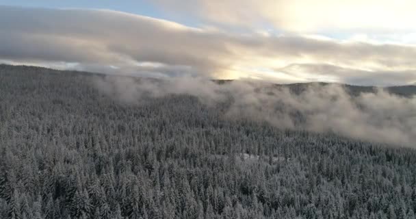 Widok Lotu Ptaka Świeże Pokryte Śniegiem Zima Las Wysokich Górach — Wideo stockowe
