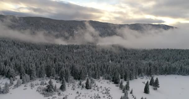 Vista Aerea Della Fresca Foresta Invernale Innevata Alta Montagna Tramonto — Video Stock