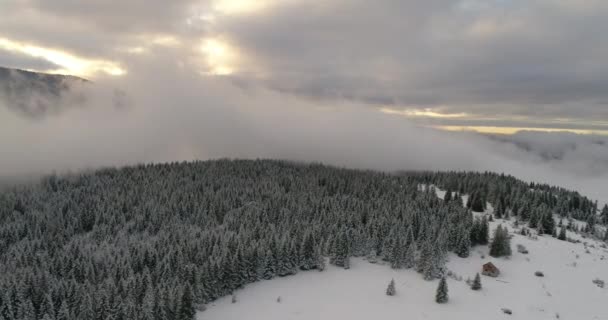 Воздушный Вид Свежего Заснеженного Зимнего Леса Высоких Горах Закате — стоковое видео