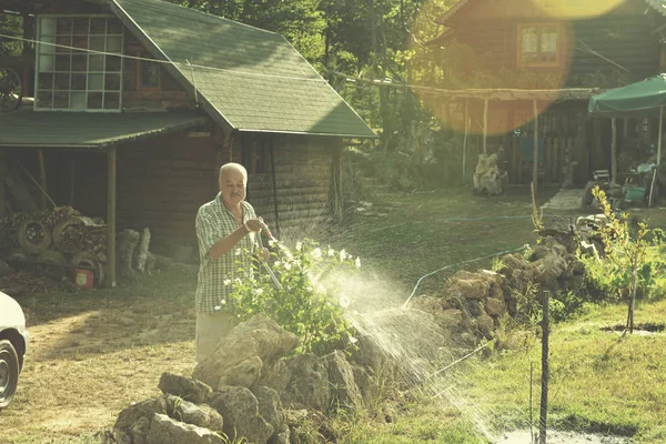 夕日にゴムホースを使用して植物に水をやるシニア庭師 — ストック写真