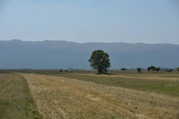 Arbre Solitaire Sur Prairie Belle Nature Paysage Cuntryside — Photo