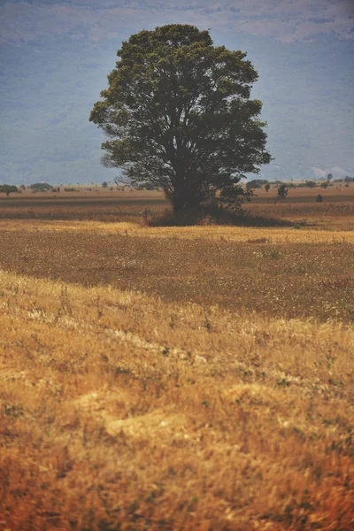 Eenzame Boom Weide Prachtige Natuur Cuntryside Landschap — Stockfoto