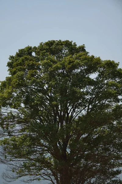 Lonely Drzewo Łące Pięknej Przyrody Cuntryside Krajobraz — Zdjęcie stockowe