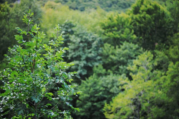 Árvore Floresta Verde Natureza Fundo — Fotografia de Stock