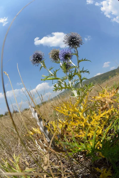 Authentic Nature Landscape Summer Time — Stock Photo, Image