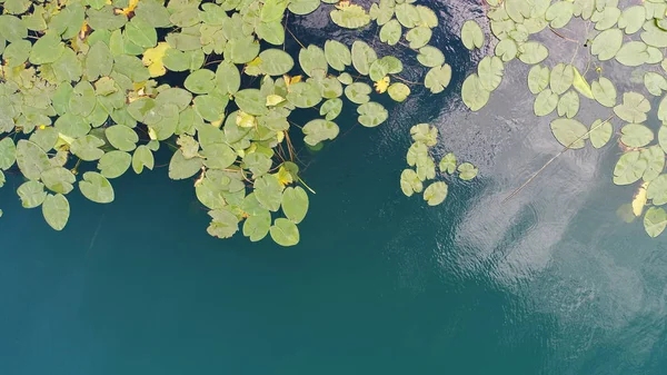 湖の蓮の花の空中のトップ ビュー — ストック写真