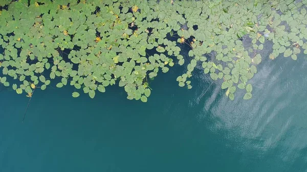 Aerial Top View Lotus Flowers Lake — Stock Photo, Image