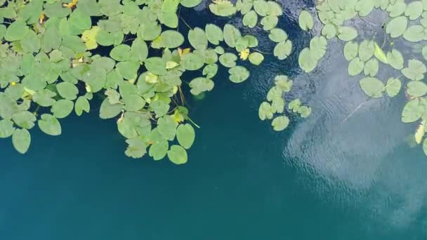 Gölde Lotus Çiçek Hava Üstten Görünüm — Stok video