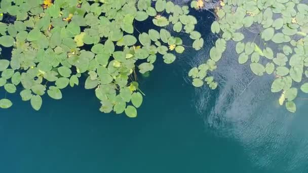 Vue Aérienne Dessus Des Fleurs Lotus Sur Lac — Video