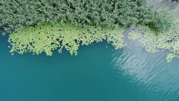 Top Luchtfoto Van Lotusbloemen Het Meer — Stockvideo
