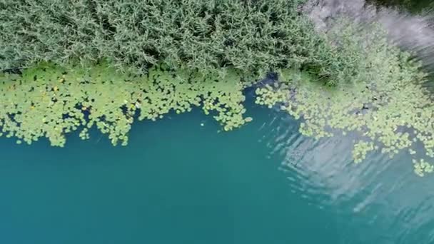 Vista Aérea Las Flores Loto Lago — Vídeos de Stock