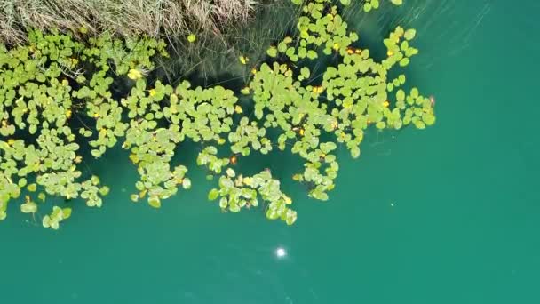 Increíble Vista Del Agua Azul Clara Con Árboles Arbustos Verdes — Vídeos de Stock