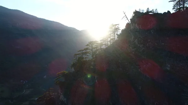 Πευκοδάσος Στα Βουνά Άγρια Φύση Ανατολή Του Ηλίου Νωρίς Πρωί — Φωτογραφία Αρχείου