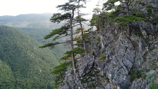 Pinède Forêt Dans Nature Sauvage Montagnes Tôt Matin Lever Soleil — Photo gratuite