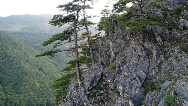 Bosque Pinos Naturaleza Salvaje Montañas Madrugada Amanecer — Foto de Stock