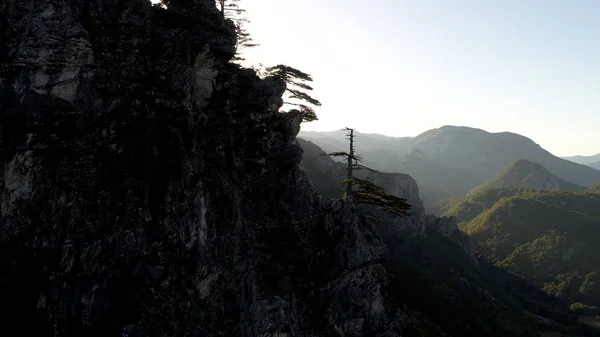 Πευκοδάσος Στα Βουνά Άγρια Φύση Ανατολή Του Ηλίου Νωρίς Πρωί — Φωτογραφία Αρχείου