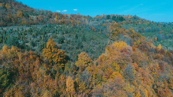 Zbor Aerian Deasupra Pădurii Toamna Copaci Roșii Galbeni Colorați Ziua — Fotografie, imagine de stoc