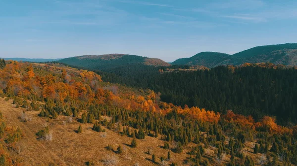 Voo Aéreo Acima Floresta Outono Com Árvores Vermelhas Amarelas Coloridas — Fotografia de Stock Grátis