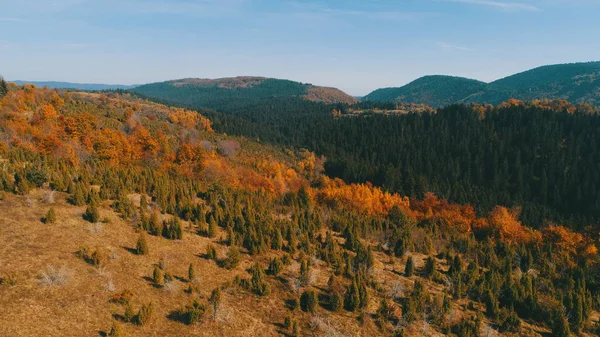 晴れた日に赤と黄色のカラフルな木の秋の森の上を飛んで空中 — ストック写真