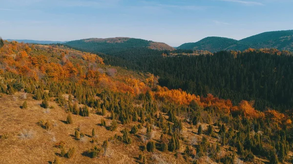 Voo Aéreo Acima Floresta Outono Com Árvores Vermelhas Amarelas Coloridas — Fotografia de Stock