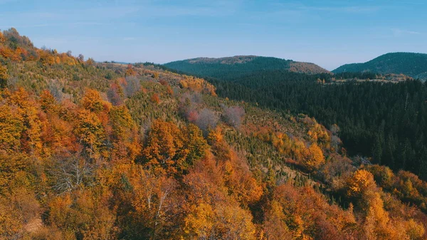 Aereo Che Vola Sopra Foresta Autunno Con Alberi Rossi Gialli — Foto Stock