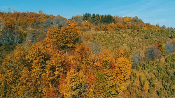 Voo Aéreo Acima Floresta Outono Com Árvores Vermelhas Amarelas Coloridas — Fotografia de Stock