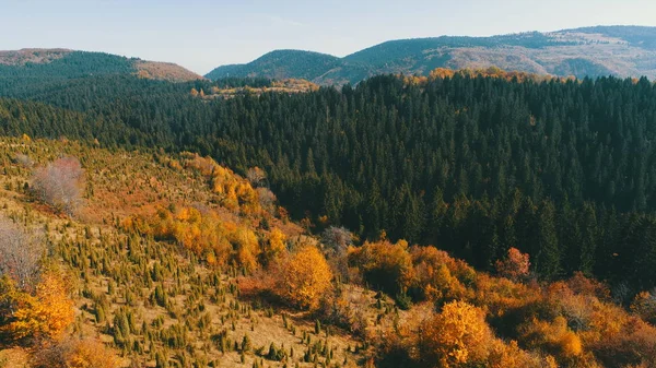 Zbor Aerian Deasupra Pădurii Toamna Copaci Roșii Galbeni Colorați Ziua — Fotografie, imagine de stoc