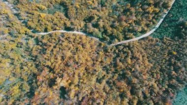 Hava güneşli kırmızı ve sarı renkli ağaçlar ile sonbaharda orman uçan 