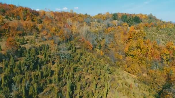 Vol Aérien Dessus Forêt Automne Avec Des Arbres Rouges Jaunes — Video