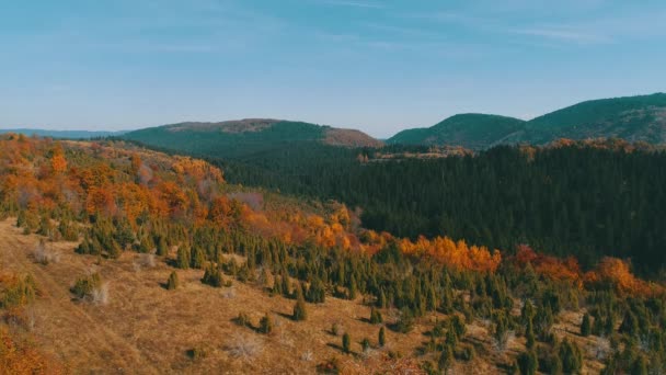 Flyg Flyga Ovanför Skogen Hösten Med Färgglada Röda Och Gula — Stockvideo