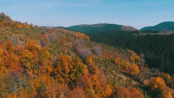 Vol Aérien Dessus Forêt Automne Avec Des Arbres Rouges Jaunes — Video