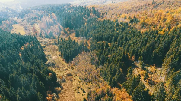 Flyg Flyga Ovanför Skogen Hösten Med Färgglada Röda Och Gula — Gratis stockfoto